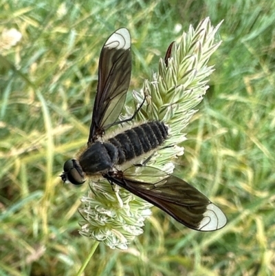 Comptosia apicalis (A bee fly) at Ainslie, ACT - 10 Feb 2024 by Pirom