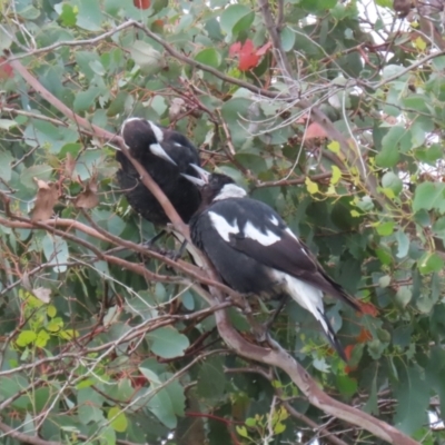 Gymnorhina tibicen (Australian Magpie) at Googong, NSW - 10 Feb 2024 by RodDeb