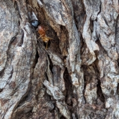 Camponotus consobrinus (Banded sugar ant) at Watson Green Space - 10 Feb 2024 by AniseStar