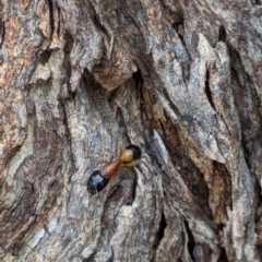 Camponotus consobrinus at Watson Green Space - 10 Feb 2024 05:05 PM