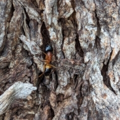 Camponotus consobrinus at Watson Green Space - 10 Feb 2024 05:05 PM