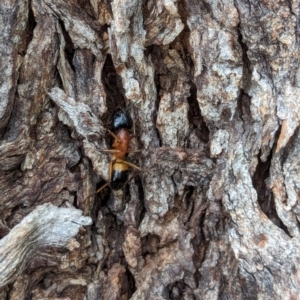 Camponotus consobrinus at Watson Green Space - 10 Feb 2024