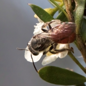 Lasioglossum (Parasphecodes) sp. (genus & subgenus) at McKellar, ACT - 7 Feb 2024