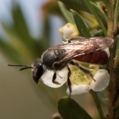 Lasioglossum (Parasphecodes) sp. (genus & subgenus) at McKellar, ACT - 7 Feb 2024