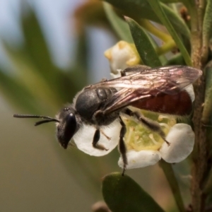 Lasioglossum (Parasphecodes) sp. (genus & subgenus) at McKellar, ACT - 7 Feb 2024 01:07 PM