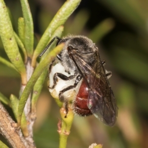 Lasioglossum (Parasphecodes) sp. (genus & subgenus) at McKellar, ACT - 7 Feb 2024