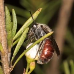 Lasioglossum (Parasphecodes) sp. (genus & subgenus) at McKellar, ACT - 7 Feb 2024