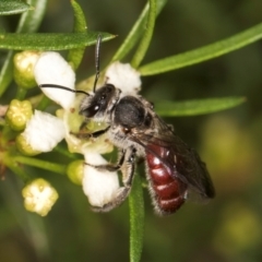 Lasioglossum (Parasphecodes) sp. (genus & subgenus) at McKellar, ACT - 7 Feb 2024