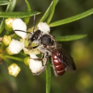 Lasioglossum (Parasphecodes) sp. (genus & subgenus) at McKellar, ACT - 7 Feb 2024