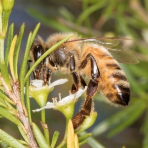 Apis mellifera at McKellar, ACT - 7 Feb 2024