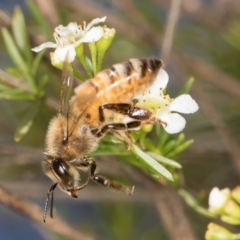 Apis mellifera at McKellar, ACT - 7 Feb 2024