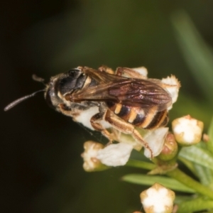 Lasioglossum (Chilalictus) bicingulatum at McKellar, ACT - 7 Feb 2024 01:15 PM