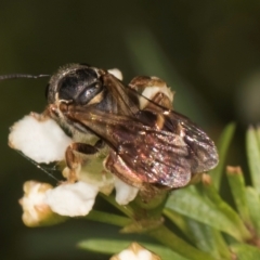 Lasioglossum (Chilalictus) bicingulatum at McKellar, ACT - 7 Feb 2024 01:15 PM