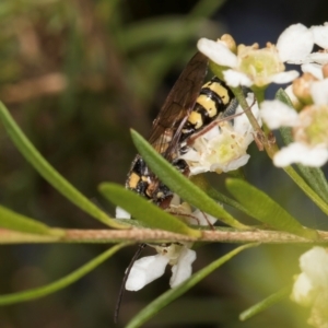 Agriomyia sp. (genus) at McKellar, ACT - 7 Feb 2024