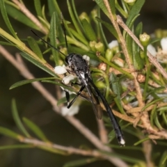 Gasteruption sp. (genus) (Gasteruptiid wasp) at McKellar, ACT - 7 Feb 2024 by kasiaaus