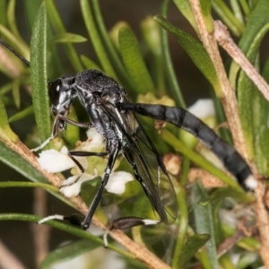 Gasteruption sp. (genus) at McKellar, ACT - 7 Feb 2024 01:18 PM