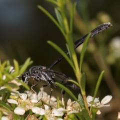 Gasteruption sp. (genus) at McKellar, ACT - 7 Feb 2024