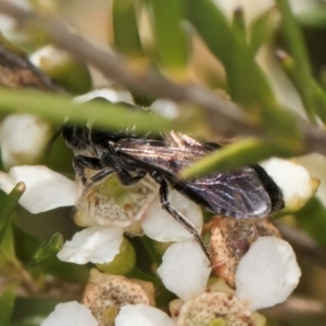 Apiformes (informal group) at McKellar, ACT - 7 Feb 2024