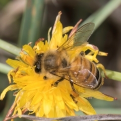 Apis mellifera (European honey bee) at Croke Place Grassland (CPG) - 7 Feb 2024 by kasiaaus