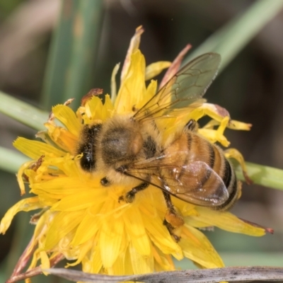 Apis mellifera (European honey bee) at Croke Place Grassland (CPG) - 7 Feb 2024 by kasiaaus
