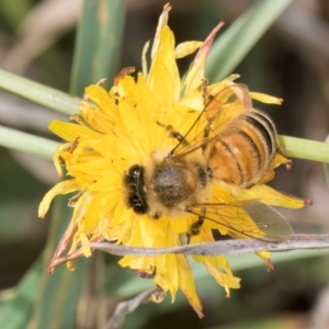 Apis mellifera at McKellar, ACT - 7 Feb 2024