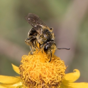 Lasioglossum (Chilalictus) lanarium at Croke Place Grassland (CPG) - 7 Feb 2024