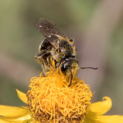 Lasioglossum (Chilalictus) lanarium (Halictid bee) at Croke Place Grassland (CPG) - 7 Feb 2024 by kasiaaus