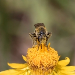 Lasioglossum (Chilalictus) lanarium at Croke Place Grassland (CPG) - 7 Feb 2024