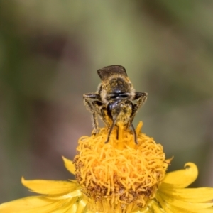 Lasioglossum (Chilalictus) lanarium at McKellar, ACT - 7 Feb 2024