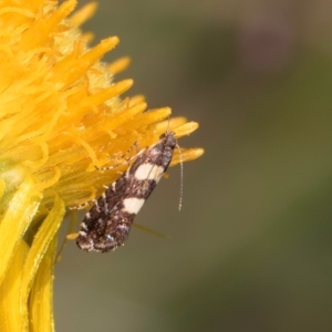 Glyphipterix chrysoplanetis at McKellar, ACT - 7 Feb 2024