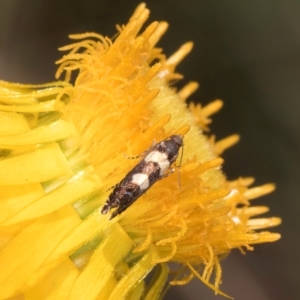 Glyphipterix chrysoplanetis at Croke Place Grassland (CPG) - 7 Feb 2024