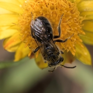 Lasioglossum (Chilalictus) sp. (genus & subgenus) at McKellar, ACT - 7 Feb 2024 01:26 PM