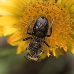 Lasioglossum (Chilalictus) sp. (genus & subgenus) at McKellar, ACT - 7 Feb 2024 01:26 PM