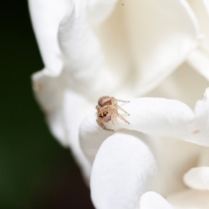 Opisthoncus sp. (genus) at Harrison, ACT - suppressed