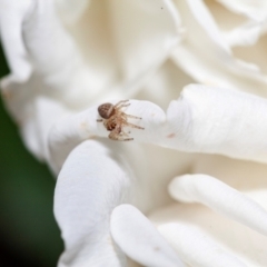 Opisthoncus sp. (genus) at Harrison, ACT - suppressed