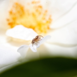 Opisthoncus sp. (genus) at Harrison, ACT - suppressed