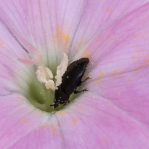 Aethina sp. (genus) at McKellar, ACT - 7 Feb 2024