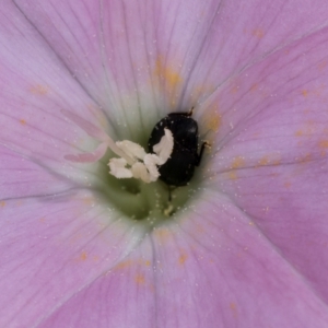 Aethina sp. (genus) at Croke Place Grassland (CPG) - 7 Feb 2024