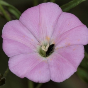Aethina sp. (genus) at Croke Place Grassland (CPG) - 7 Feb 2024