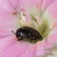 Aethina sp. (genus) at McKellar, ACT - 7 Feb 2024