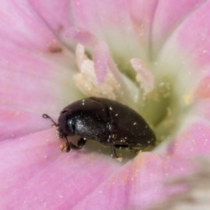 Aethina sp. (genus) at McKellar, ACT - 7 Feb 2024