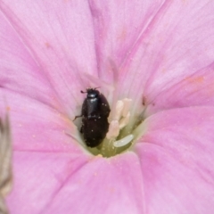 Aethina sp. (genus) at McKellar, ACT - 7 Feb 2024