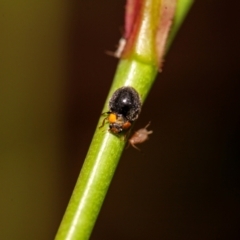 Apolinus lividigaster (Yellow Shouldered Ladybird) at Harrison, ACT - 6 Feb 2024 by SavageTheElder