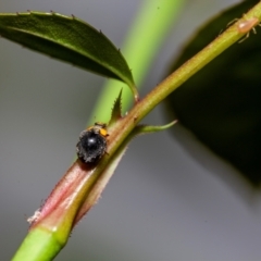 Apolinus lividigaster at Harrison, ACT - 6 Feb 2024