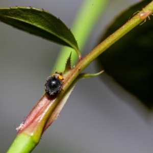 Apolinus lividigaster at Harrison, ACT - 6 Feb 2024