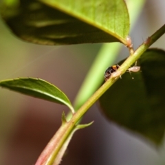 Apolinus lividigaster at Harrison, ACT - suppressed