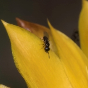 Chalcidoidea (superfamily) at Croke Place Grassland (CPG) - 7 Feb 2024