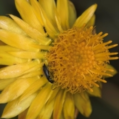 Chalcidoidea (superfamily) at McKellar, ACT - 7 Feb 2024