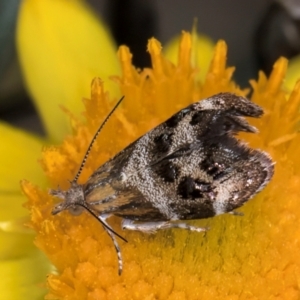 Tebenna micalis at McKellar, ACT - 7 Feb 2024 01:34 PM