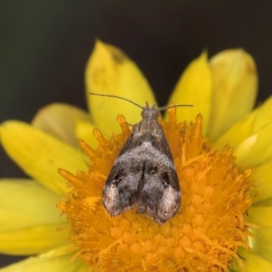 Tebenna micalis at McKellar, ACT - 7 Feb 2024 01:34 PM